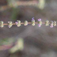 Coleus amboinicus Lour.